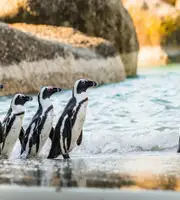 Adventurous South Africa Honeymoon Package