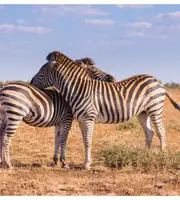 Captivating South Africa Honeymoon Package