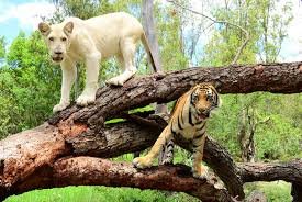 Mauritius Honeymoon Vacation: Wildlife & Beaches